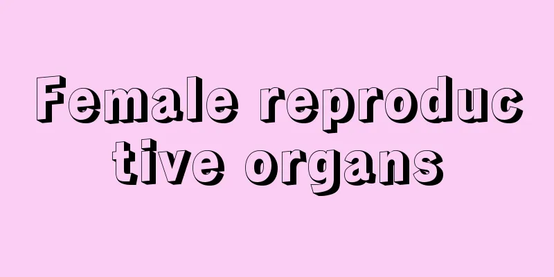 Female reproductive organs