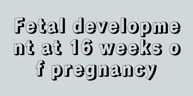 Fetal development at 16 weeks of pregnancy