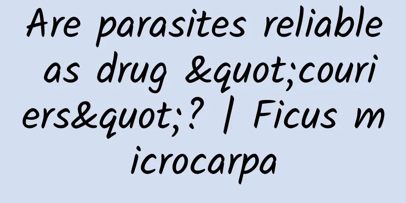Are parasites reliable as drug "couriers"? | Ficus microcarpa