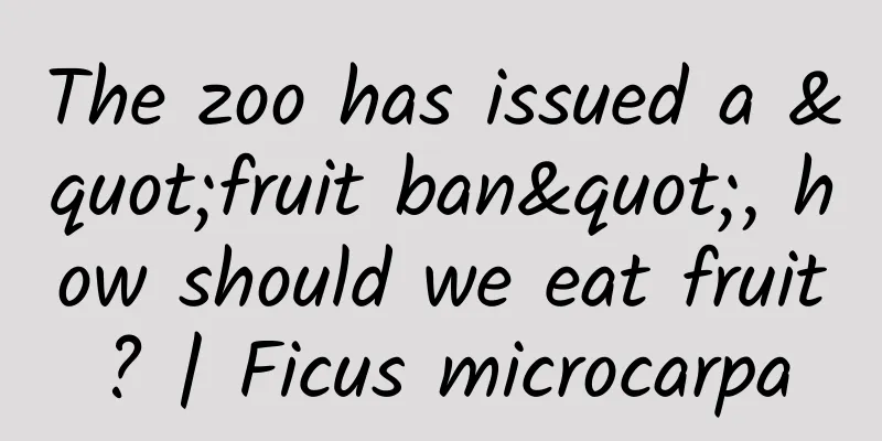 The zoo has issued a "fruit ban", how should we eat fruit? | Ficus microcarpa
