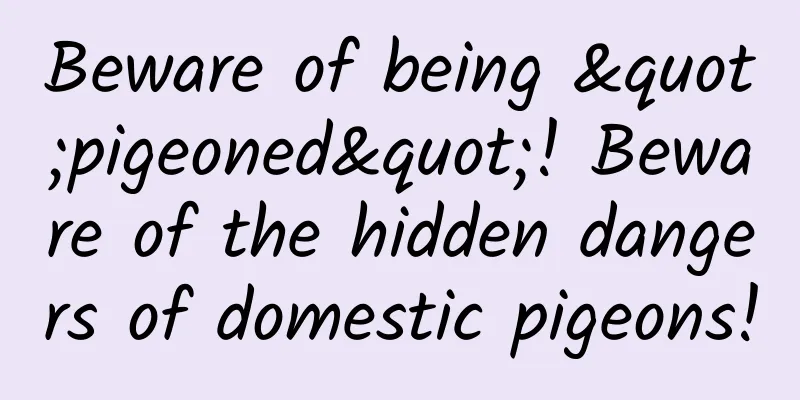 Beware of being "pigeoned"! Beware of the hidden dangers of domestic pigeons!