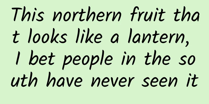 This northern fruit that looks like a lantern, I bet people in the south have never seen it