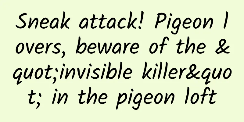 Sneak attack! Pigeon lovers, beware of the "invisible killer" in the pigeon loft
