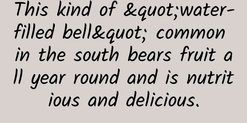 This kind of "water-filled bell" common in the south bears fruit all year round and is nutritious and delicious.