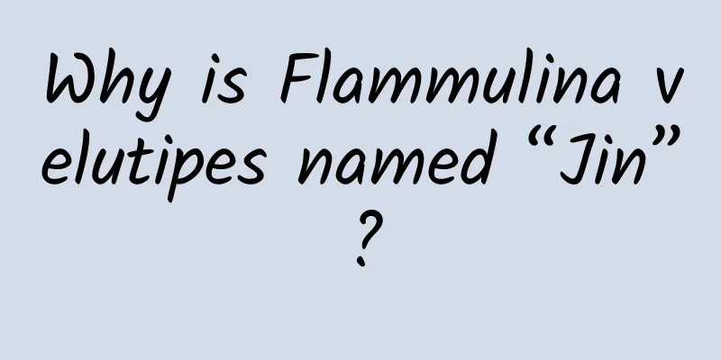 Why is Flammulina velutipes named “Jin”?