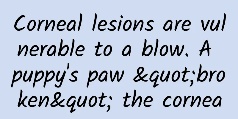 Corneal lesions are vulnerable to a blow. A puppy's paw "broken" the cornea