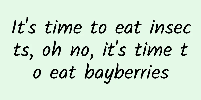 It's time to eat insects, oh no, it's time to eat bayberries