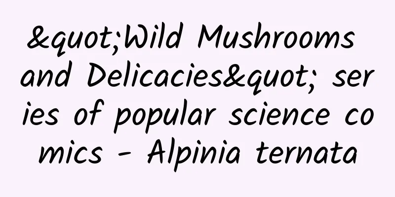 "Wild Mushrooms and Delicacies" series of popular science comics - Alpinia ternata