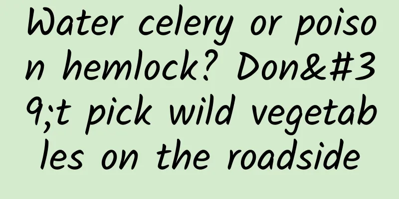 Water celery or poison hemlock? Don't pick wild vegetables on the roadside