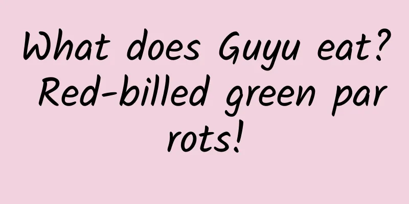 What does Guyu eat? Red-billed green parrots!