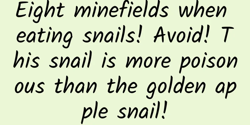 Eight minefields when eating snails! Avoid! This snail is more poisonous than the golden apple snail!