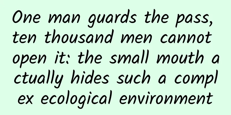 One man guards the pass, ten thousand men cannot open it: the small mouth actually hides such a complex ecological environment