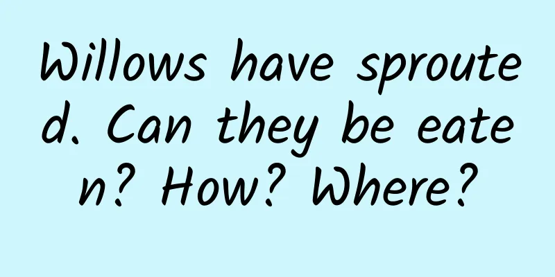 Willows have sprouted. Can they be eaten? How? Where?