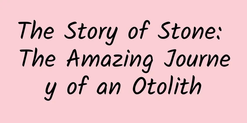 The Story of Stone: The Amazing Journey of an Otolith