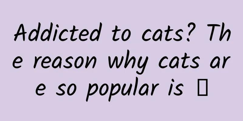 Addicted to cats? The reason why cats are so popular is →