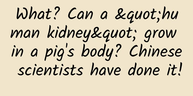 What? Can a "human kidney" grow in a pig's body? Chinese scientists have done it!