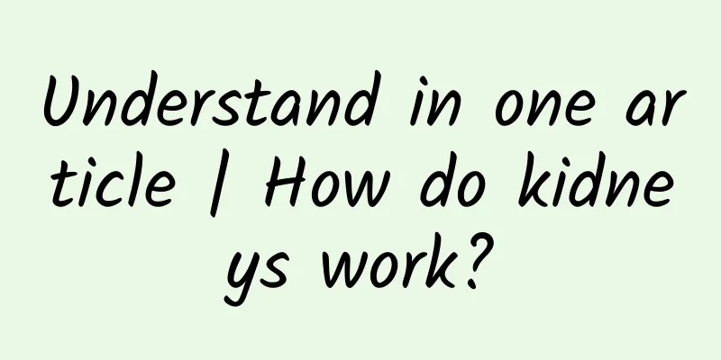 Understand in one article | How do kidneys work?