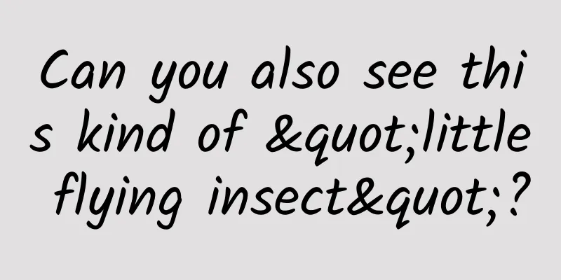 Can you also see this kind of "little flying insect"?