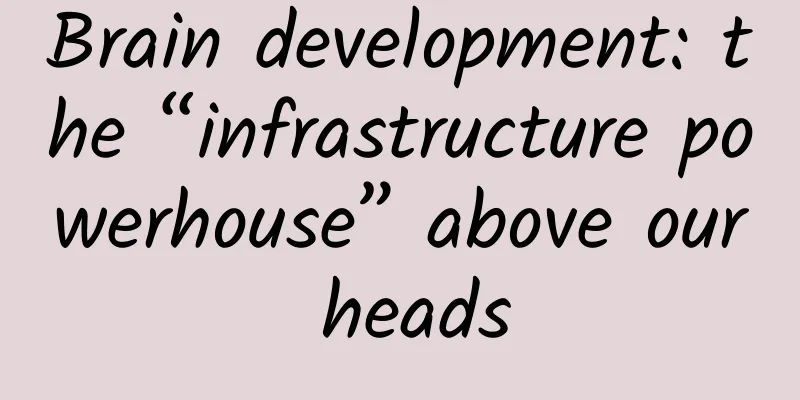 Brain development: the “infrastructure powerhouse” above our heads