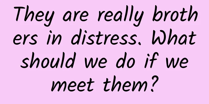 They are really brothers in distress. What should we do if we meet them?