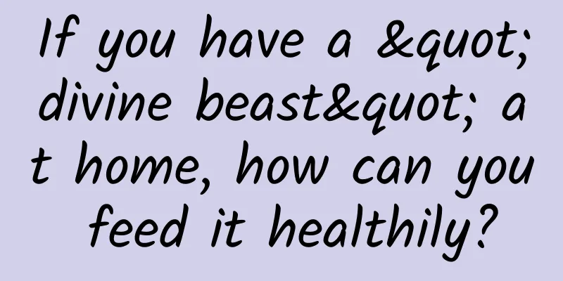 If you have a "divine beast" at home, how can you feed it healthily?