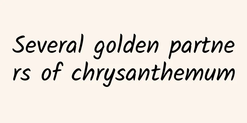 Several golden partners of chrysanthemum