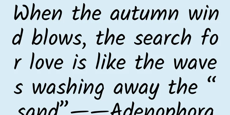 When the autumn wind blows, the search for love is like the waves washing away the “sand”——Adenophora