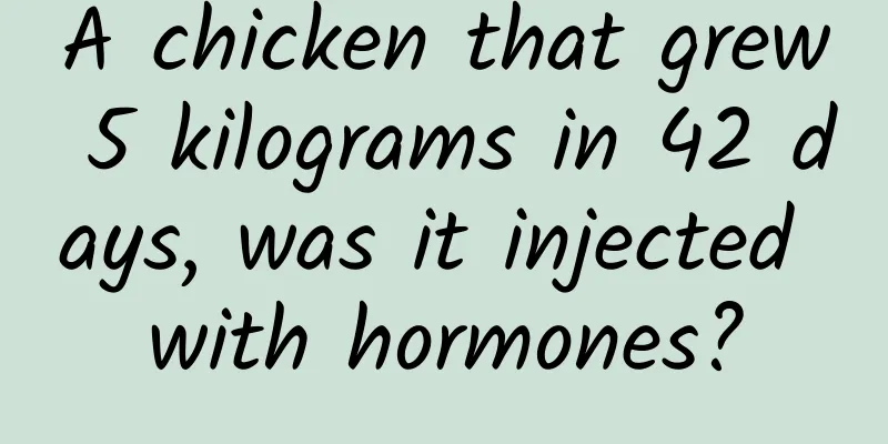 A chicken that grew 5 kilograms in 42 days, was it injected with hormones?