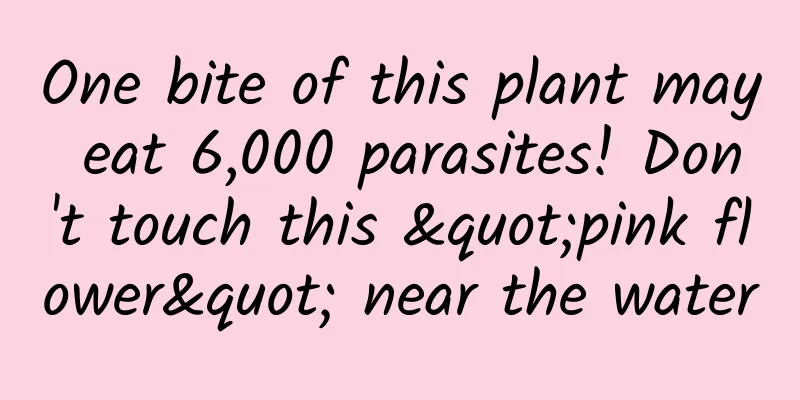 One bite of this plant may eat 6,000 parasites! Don't touch this "pink flower" near the water