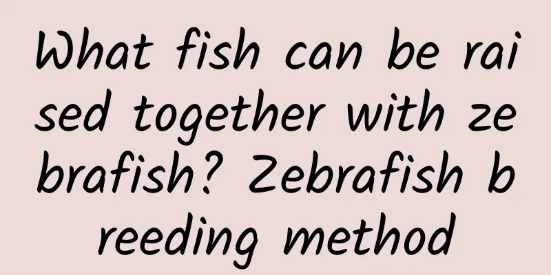 What fish can be raised together with zebrafish? Zebrafish breeding method