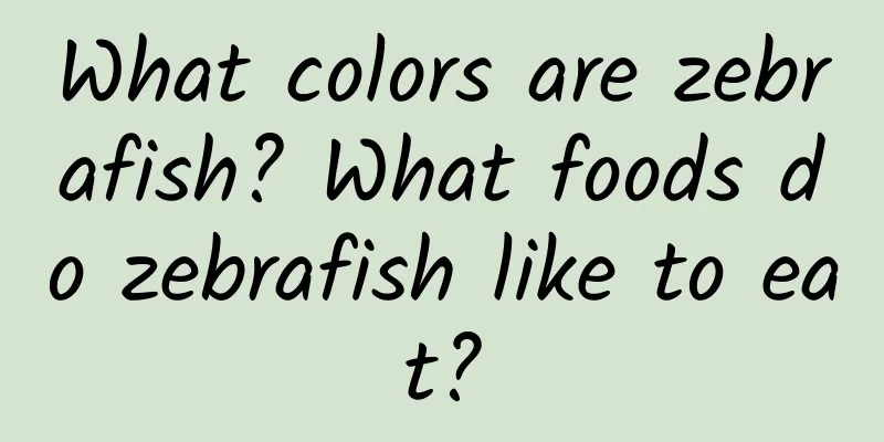 What colors are zebrafish? What foods do zebrafish like to eat?