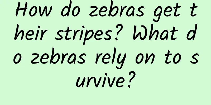 How do zebras get their stripes? What do zebras rely on to survive?
