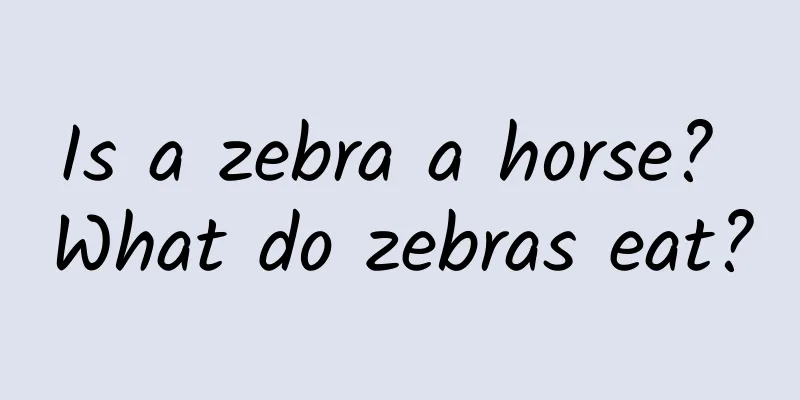 Is a zebra a horse? What do zebras eat?
