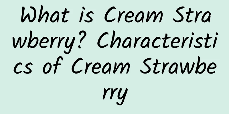 What is Cream Strawberry? Characteristics of Cream Strawberry