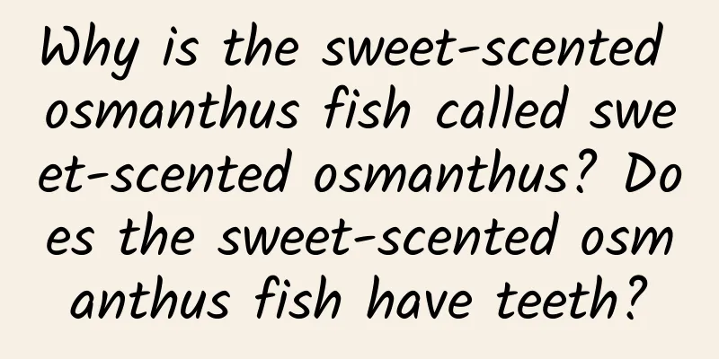 Why is the sweet-scented osmanthus fish called sweet-scented osmanthus? Does the sweet-scented osmanthus fish have teeth?