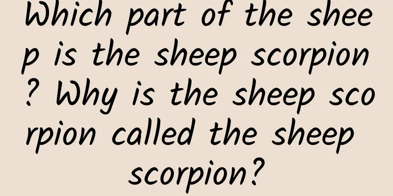 Which part of the sheep is the sheep scorpion? Why is the sheep scorpion called the sheep scorpion?