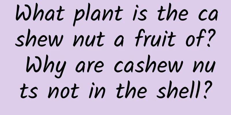 What plant is the cashew nut a fruit of? Why are cashew nuts not in the shell?