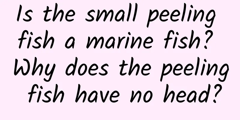 Is the small peeling fish a marine fish? Why does the peeling fish have no head?