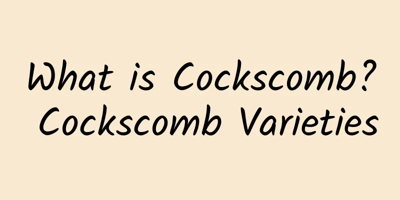 What is Cockscomb? Cockscomb Varieties