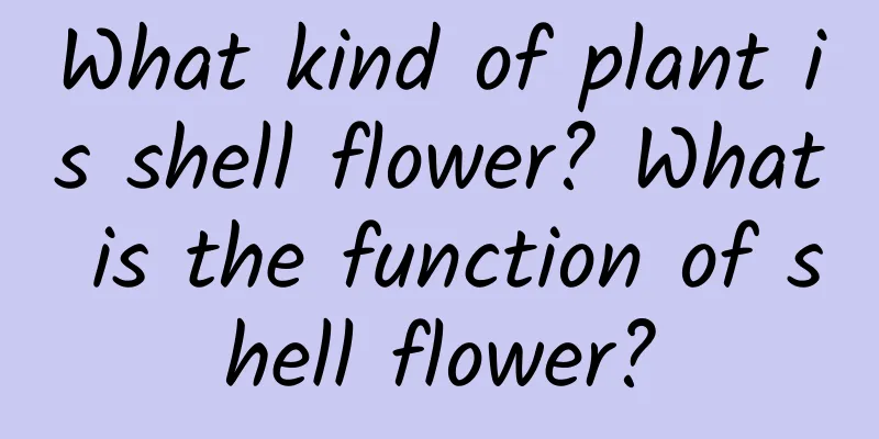 What kind of plant is shell flower? What is the function of shell flower?