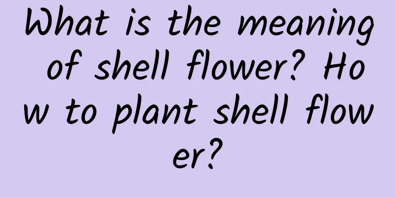 What is the meaning of shell flower? How to plant shell flower?