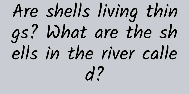 Are shells living things? What are the shells in the river called?