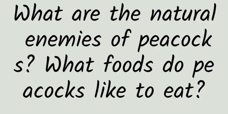 What are the natural enemies of peacocks? What foods do peacocks like to eat?