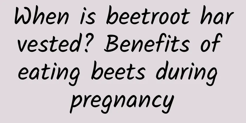 When is beetroot harvested? Benefits of eating beets during pregnancy