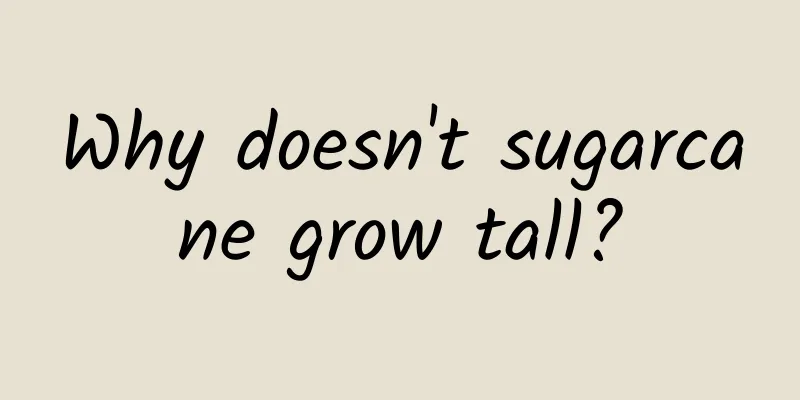 Why doesn't sugarcane grow tall?