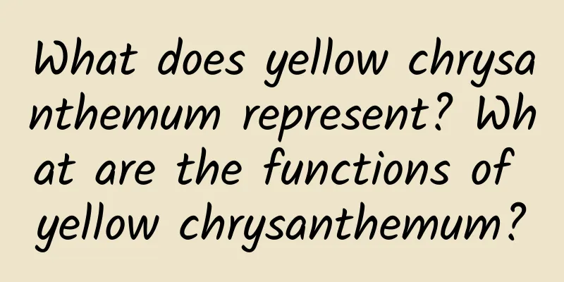 What does yellow chrysanthemum represent? What are the functions of yellow chrysanthemum?
