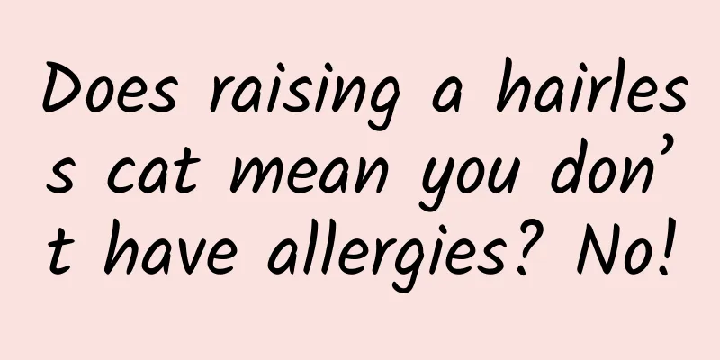 Does raising a hairless cat mean you don’t have allergies? No!