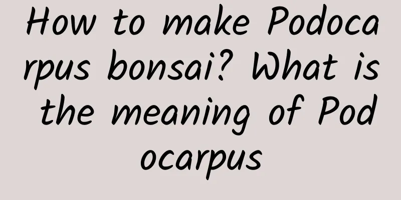 How to make Podocarpus bonsai? What is the meaning of Podocarpus