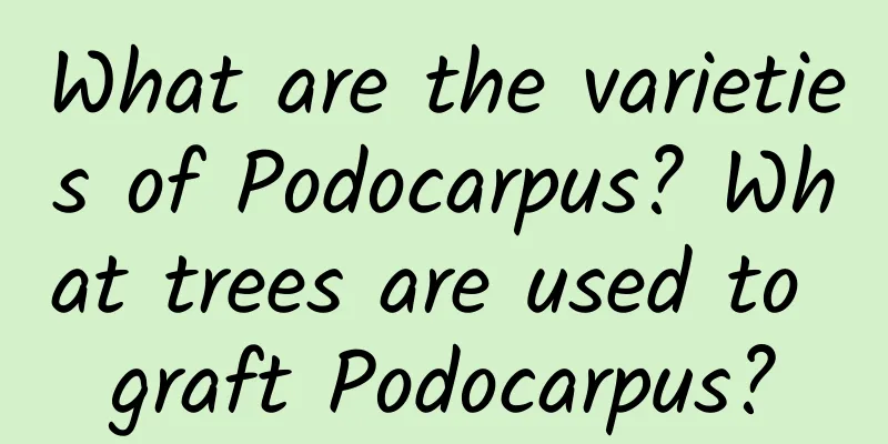 What are the varieties of Podocarpus? What trees are used to graft Podocarpus?