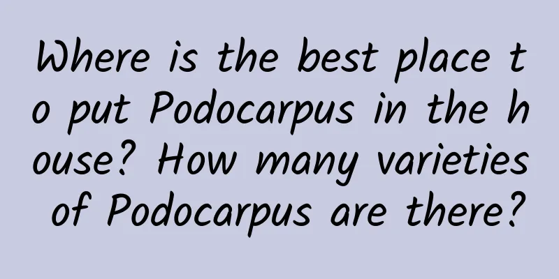 Where is the best place to put Podocarpus in the house? How many varieties of Podocarpus are there?